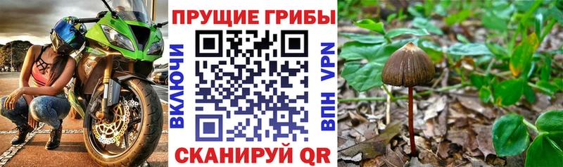 Псилоцибиновые грибы Psilocybine cubensis  Купить  Куровское 